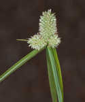 Fragrant spikesedge